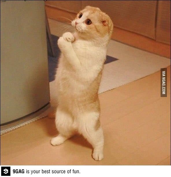 Everybody Wants Some Review