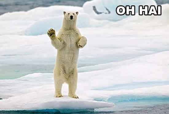 Two Lovers and a Bear Review