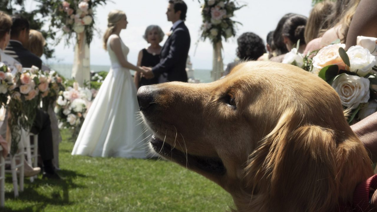The Art of Racing In The Rain Official Teaser Trailer and Poster