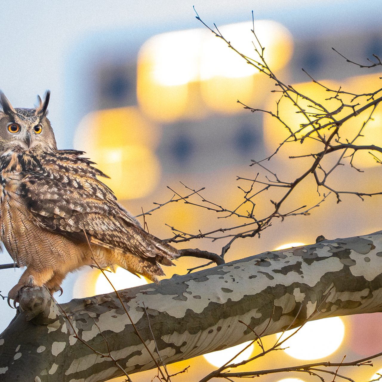 Wild Inside: The Saga of a Bird and a City