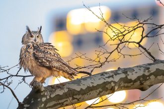 Wild Inside: The Saga of a Bird and a City
